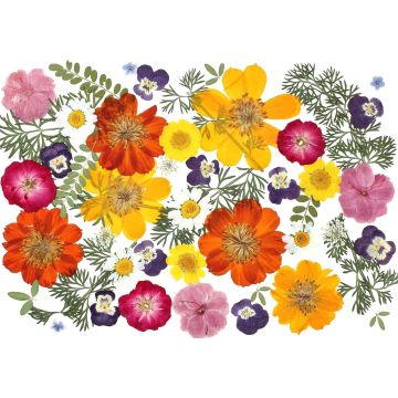 48 Piezas Flores Secas Naturales Mixtas para Manualidades y Pasteles
