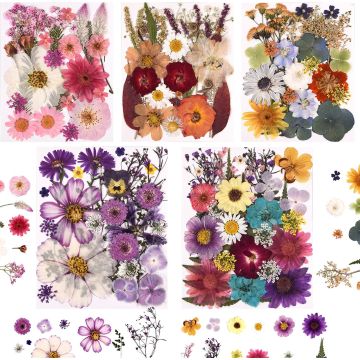 Set de 5 paquetes de flores secas prensadas naturales con pinzas para manualidades